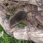 Common shrew