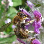 Woolcarder Bee
