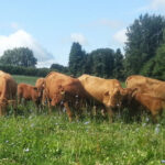 Mill Farm cattle
