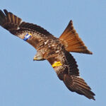 red-kite-tagged